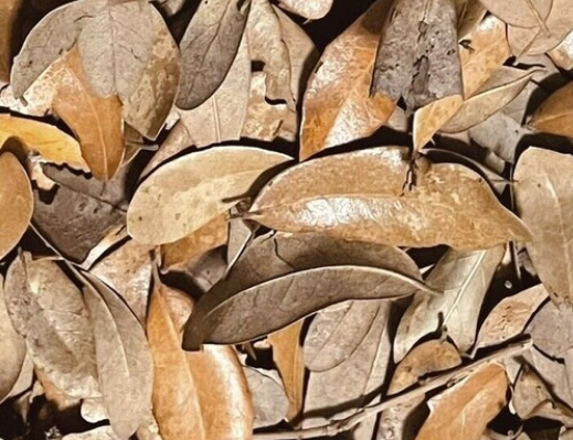 Live Oak Leaf Litter