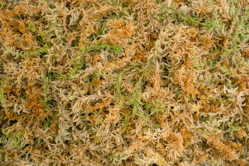 Sphagnum Moss – Biophib